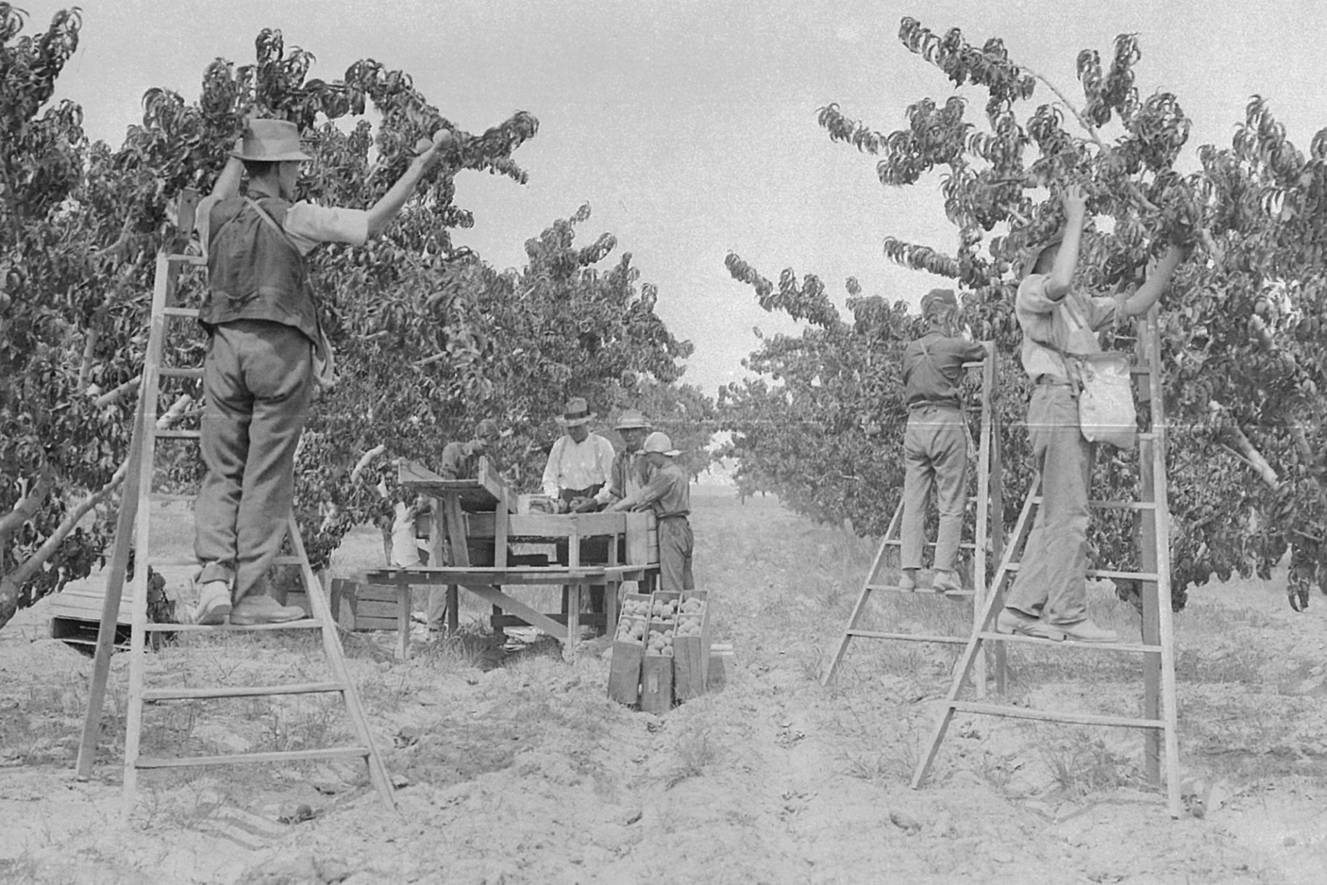 Historical monochromatic grainy photograph of workers on wooden ladders harvesting fruit in the Goulburn Valley